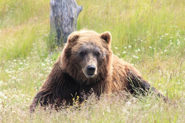 Comment planifier une expédition pour observer les grizzlis dans le parc national de Katmai, Alaska?