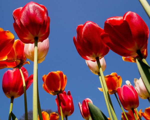 Où trouver les plus beaux champs de tulipes aux Pays-Bas : périodes et recommandations ?
